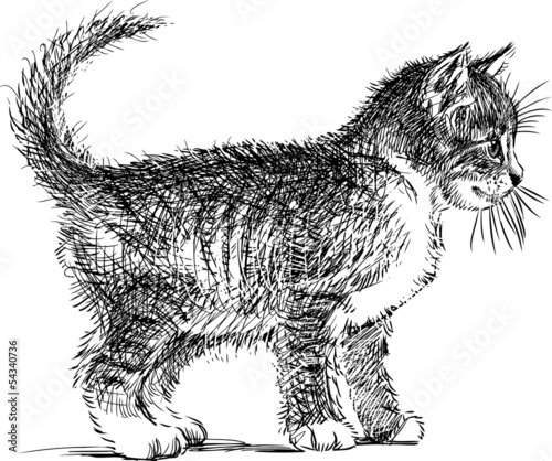 Naklejka Mały kotek szkic