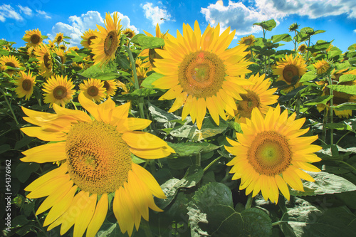 Fototapeta słońce słonecznik azja dzieci kwiat