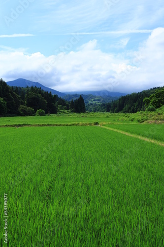 Fotoroleta rolnictwo lato japonia niebo góra