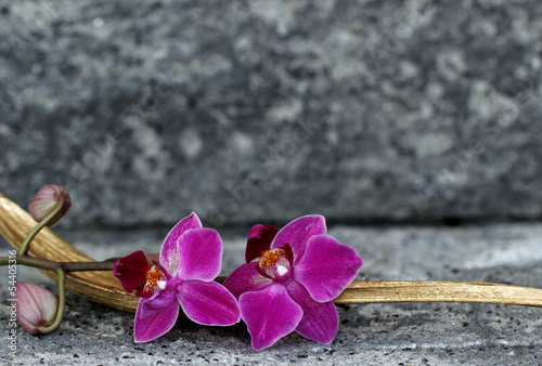 Obraz na płótnie wellnes tropikalny kwiat