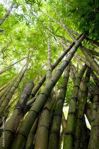 Fotoroleta natura drzewa sztuka zen