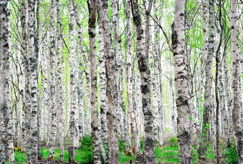 Fototapeta las skandynawia natura drzewa