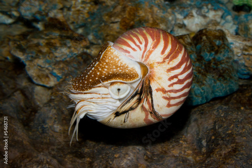 Obraz na płótnie loki kalmar spirala morze