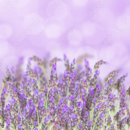 Fototapeta aromaterapia lato świeży kwiat
