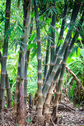 Naklejka spokojny japoński las ogród bambus