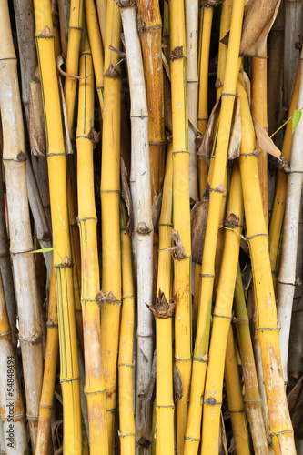 Naklejka azja bambus dżungla świeży