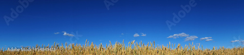 Naklejka pole panoramiczny rolnictwo panorama pejzaż