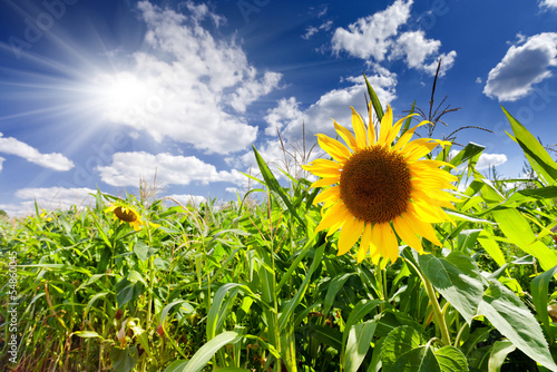 Plakat kwiat rolnictwo pole słonecznik
