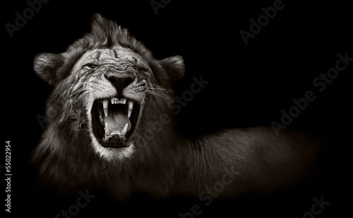 Obraz na płótnie lew portret afryka kot