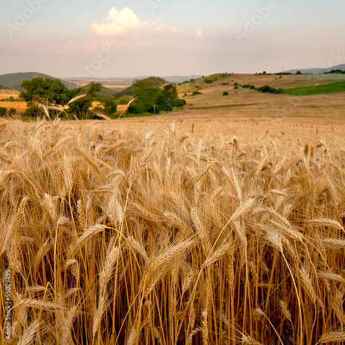 Plakat rolnictwo roślina pszenica krajobraz