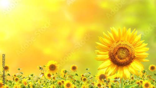 Obraz na płótnie wiejski słonecznik natura łąka pole