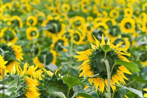 Obraz na płótnie słonecznik rolnictwo samochód kwiat