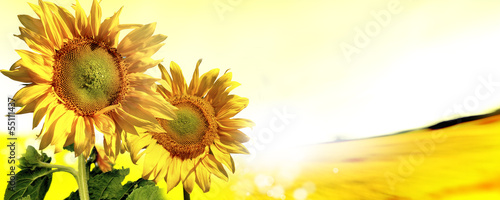 Fototapeta wiejski słonecznik kwiat