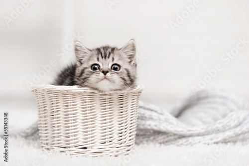 Naklejka Kociak w koszyku