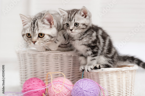 Plakat Dwa kotki w koszyku i kolorowe kłębki przędzy