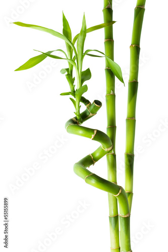 Plakat bambus spokojny świeży roślina japoński