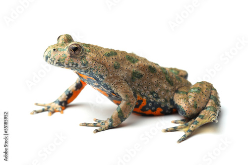 Plakat zwierzę żaba płaz biały