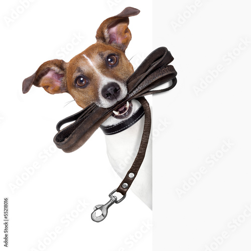 Obraz na płótnie pies ładny portret szczenię