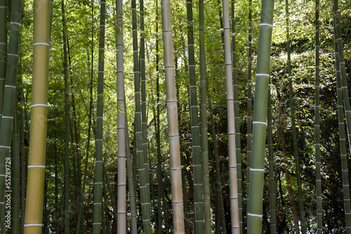 Fotoroleta bambus japonia drewno zielony gaj