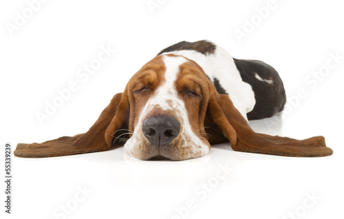 Fototapeta ładny zwierzę szczenię pies