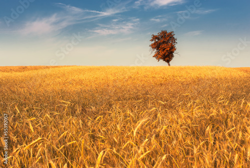 Fototapeta natura piękny niebo pszenica rolnictwo