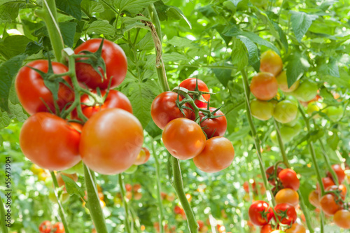 Obraz na płótnie zdrowy rolnictwo owoc