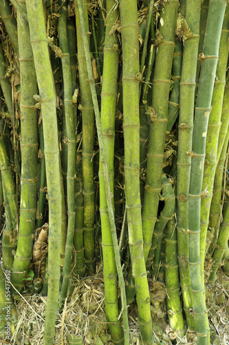 Fotoroleta drzewa azja bambus