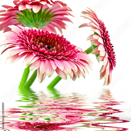 Fotoroleta roślina kwiat przystojny bukiet