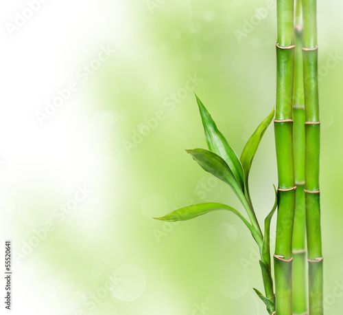 Plakat tropikalny dżungla drzewa azja bambus