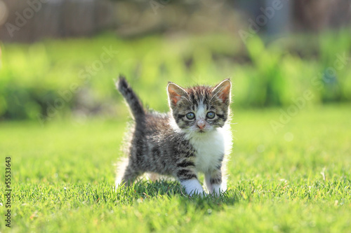 Fototapeta dzieci trawa ładny kot