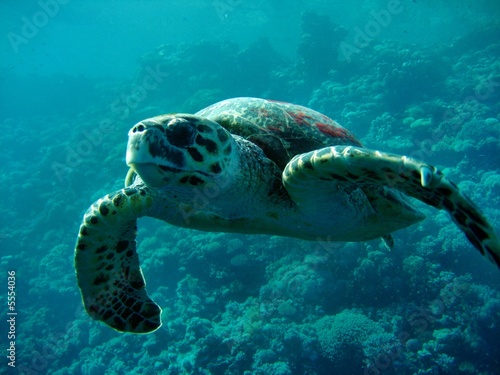 Obraz na płótnie morze morze czerwone żółw gad podwodne