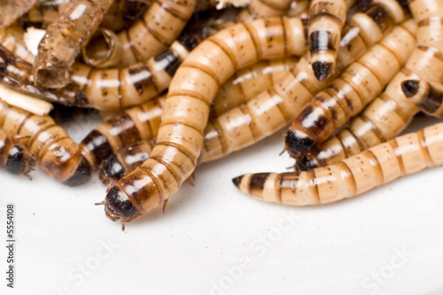 Fototapeta zwierzę jedzenie terrarium proste larwa