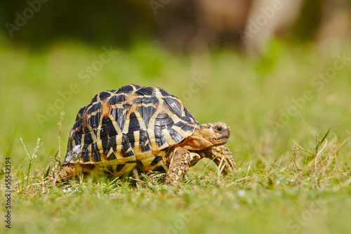 Fototapeta zwierzę ładny żółw łąka gad