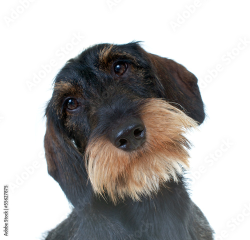 Naklejka zwierzę portret pies szczenię