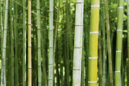 Naklejka bambus tropikalny las japonia roślina