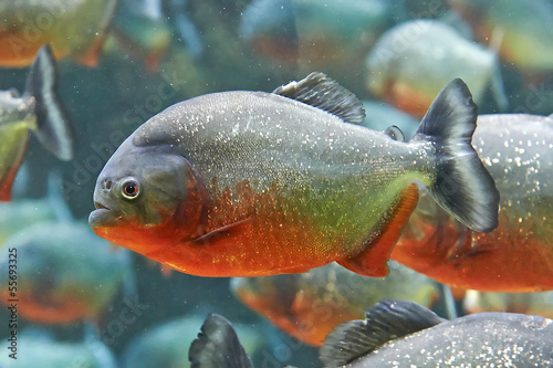 Fotoroleta ryba woda zwierzę gatunków pływać