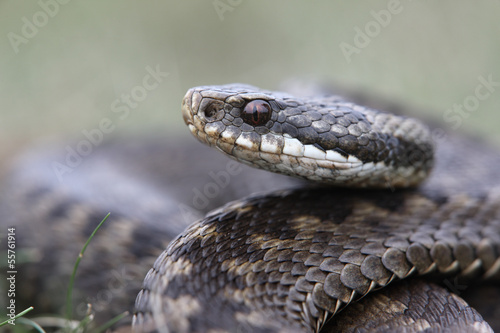 Fototapeta natura gad wąż żmija dzikość