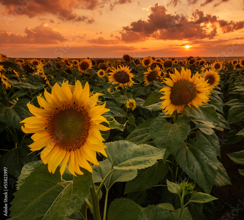 Fotoroleta stokrotka rolnictwo zmierzch kwiat słonecznik