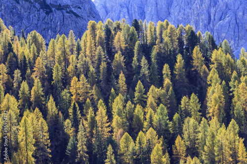 Fotoroleta las świerk drzewa bezdroża
