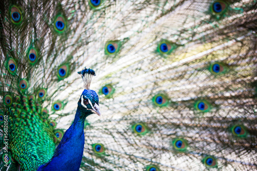 Fototapeta natura mężczyzna tropikalny indyjski ptak