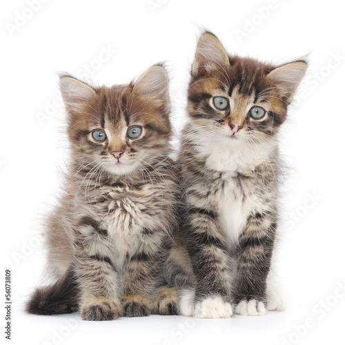 Obraz na płótnie Portret dwóch małych kociaków