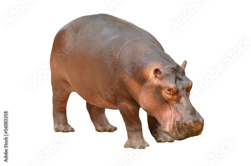 Obraz na płótnie ssak zwierzę usta hipopotam