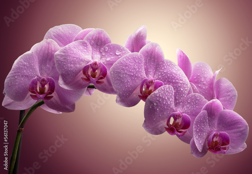 Foto zasłona piękny kwiat bukiet