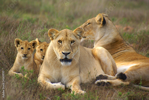 Obraz na płótnie zwierzę lew afryka