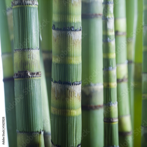 Plakat bambus roślina drzewa rosnąć zielony