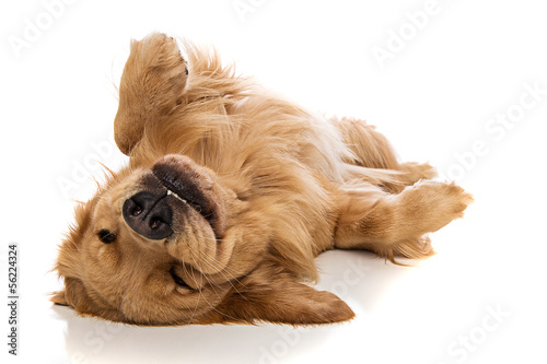 Fotoroleta ładny zwierzę pies puszek szczęśliwy