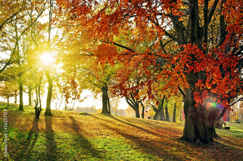 Naklejka drzewa jesień krajobraz słońce las