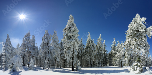Fotoroleta niebo śnieg drzewa pole park