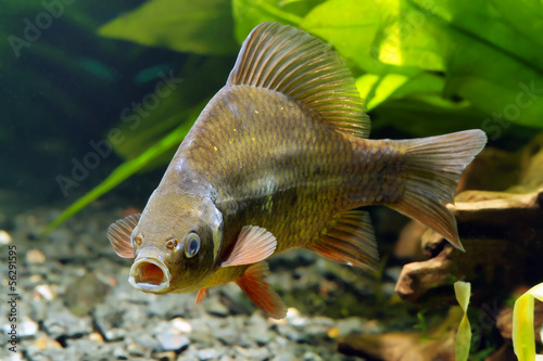 Fototapeta zwierzę ryba zdrowy usta