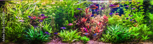 Fotoroleta woda pejzaż roślina podwodne ogród